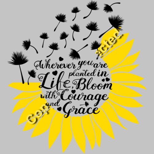 dandelion sunflower Thumbnail